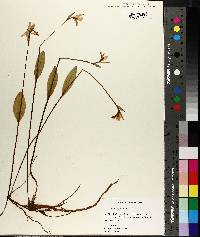 Pogonia ophioglossoides image