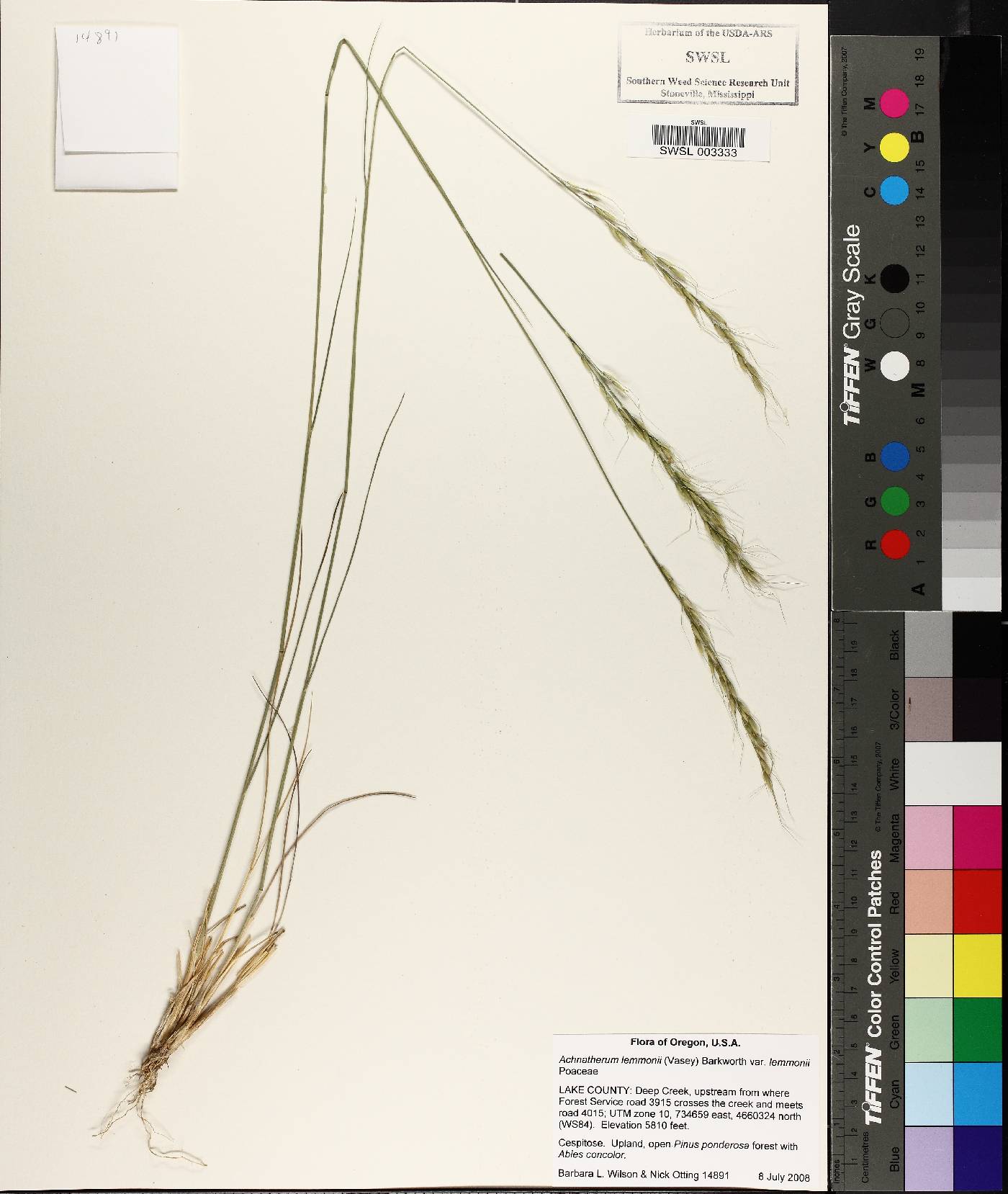Eriocoma lemmonii image