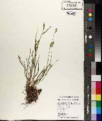 Agropyron pectiniforme image