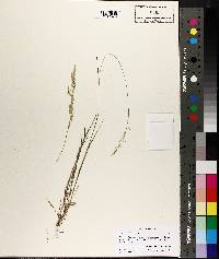 Agrostis hallii image