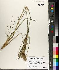 Andropogon glomeratus image