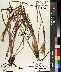 Andropogon liebmannii image