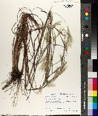 Andropogon ternarius image