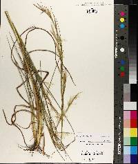 Andropogon virginicus var. virginicus image