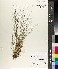 Aristida oligantha image