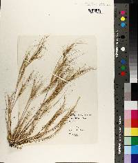 Aristida purpurascens image