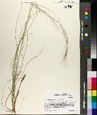 Aristida purpurea var. purpurea image