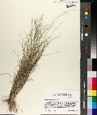 Aristida purpurea var. purpurea image