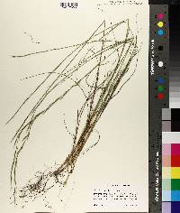 Aristida stricta image