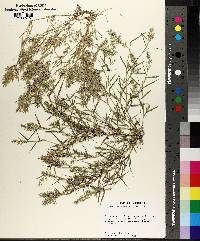 Eragrostis hypnoides image