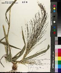 Leptochloa panicea image