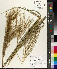 Miscanthus sinensis image