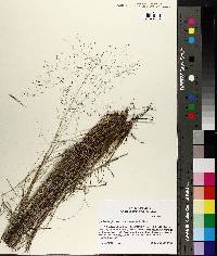 Muhlenbergia reverchonii image