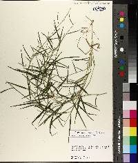 Muhlenbergia schreberi image