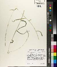 Muhlenbergia tenuiflora image