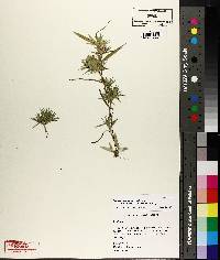 Panicum lindheimeri image