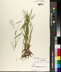 Panicum lindheimeri image