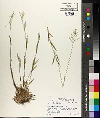 Dichanthelium acuminatum subsp. columbianum image