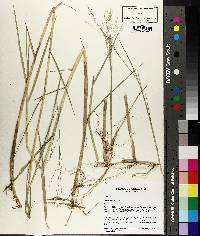 Panicum repens image