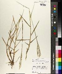 Panicum repens image