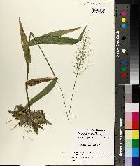 Panicum sphaerocarpon var. isophyllum image
