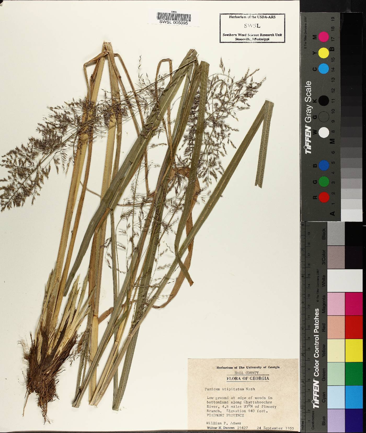 Coleataenia pulchra image