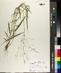 Kellochloa verrucosa image