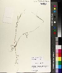 Kellochloa verrucosa image