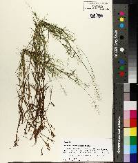 Panicum wrightianum image