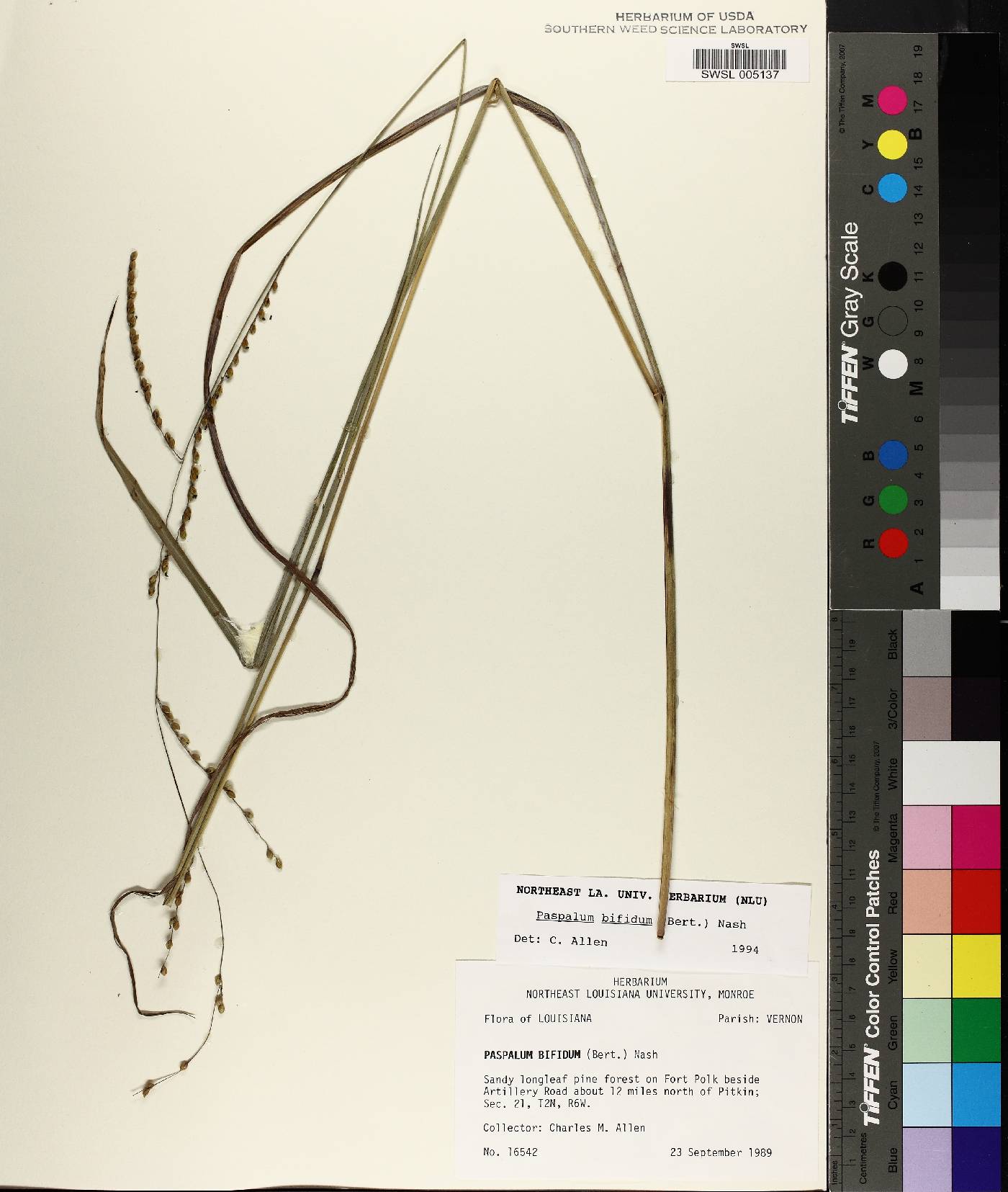 Paspalum bifidum image