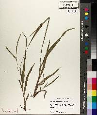 Paspalum setaceum var. ciliatifolium image