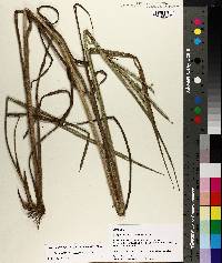 Paspalum floridanum image