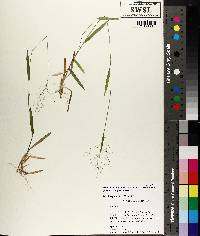 Panicum dichotomum var. lucidum image