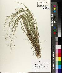 Panicum diffusum image