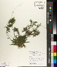Panicum ensifolium var. curtifolium image