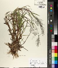 Panicum erectifolium image