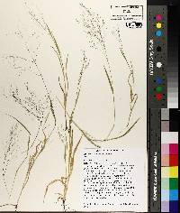 Panicum flexile image