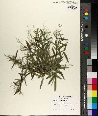 Image of Panicum lancearium