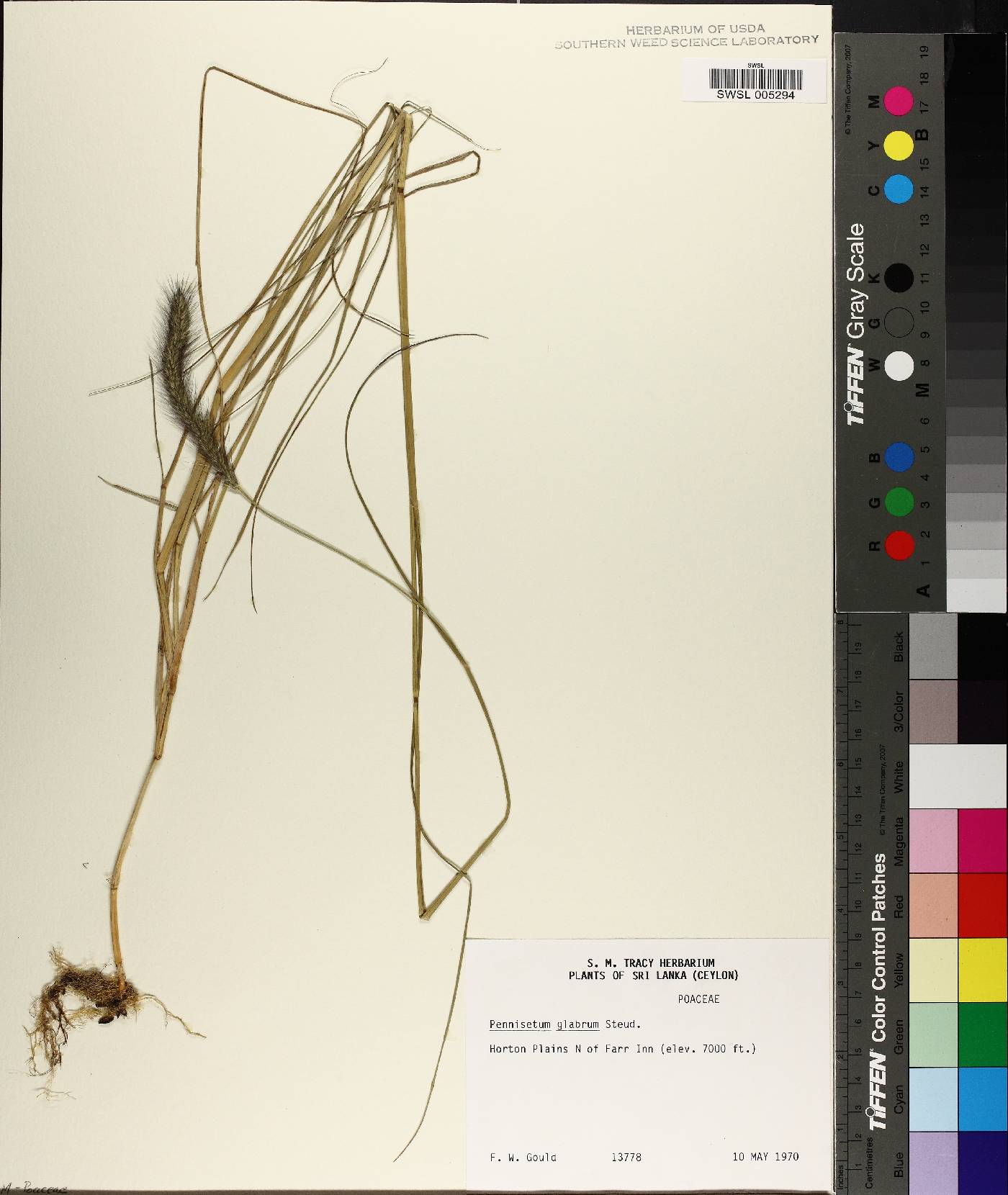 Cenchrus geniculatus image