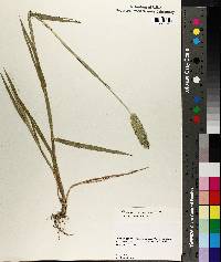 Phalaris caroliniana image