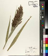 Phragmites australis image