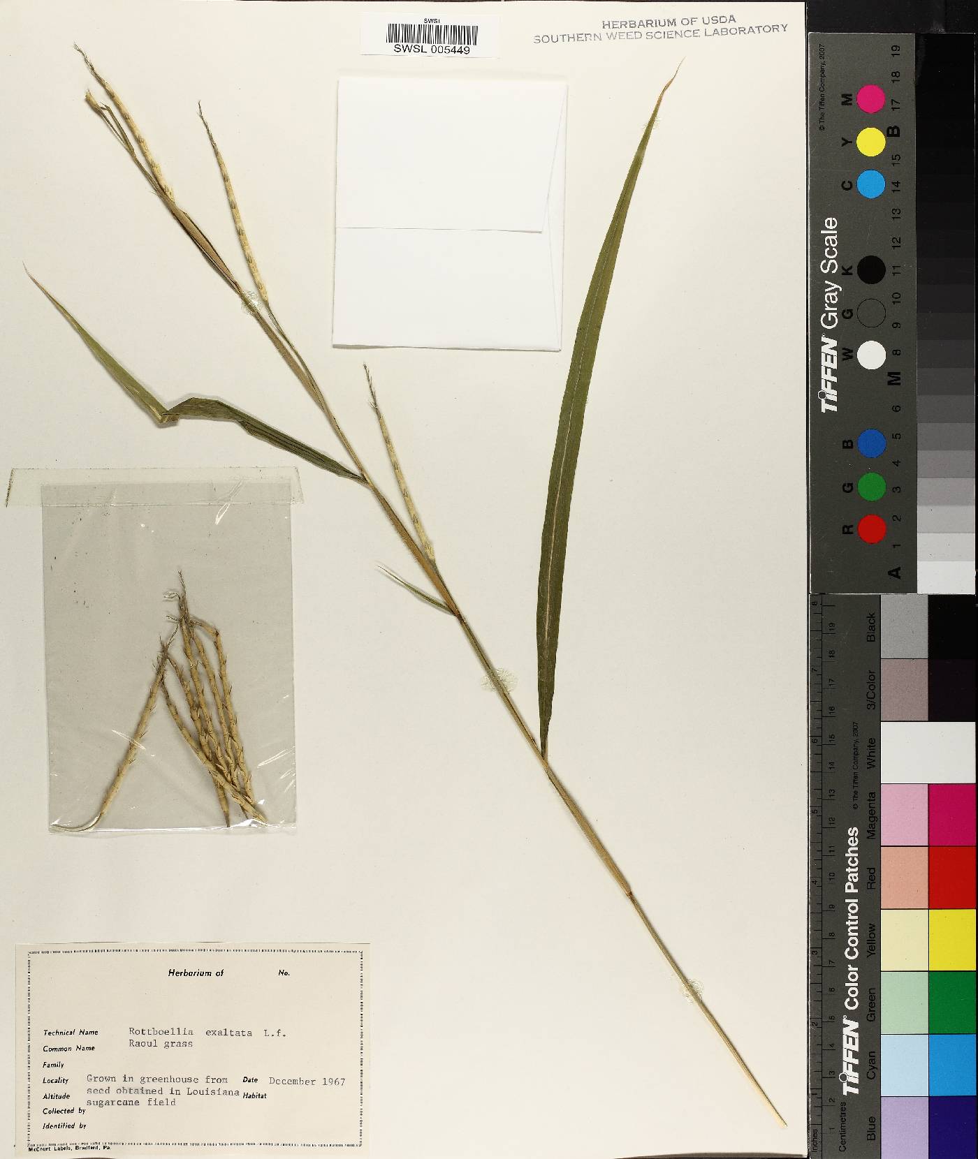 Rottboellia cochinchinensis image