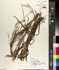 Schizachyrium stoloniferum image