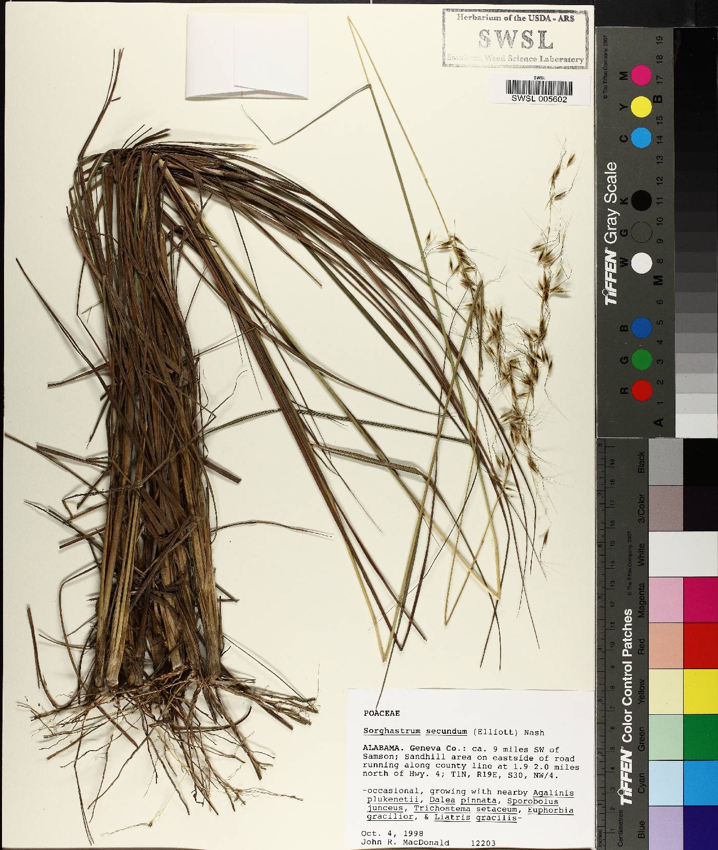 Sorghastrum secundum image