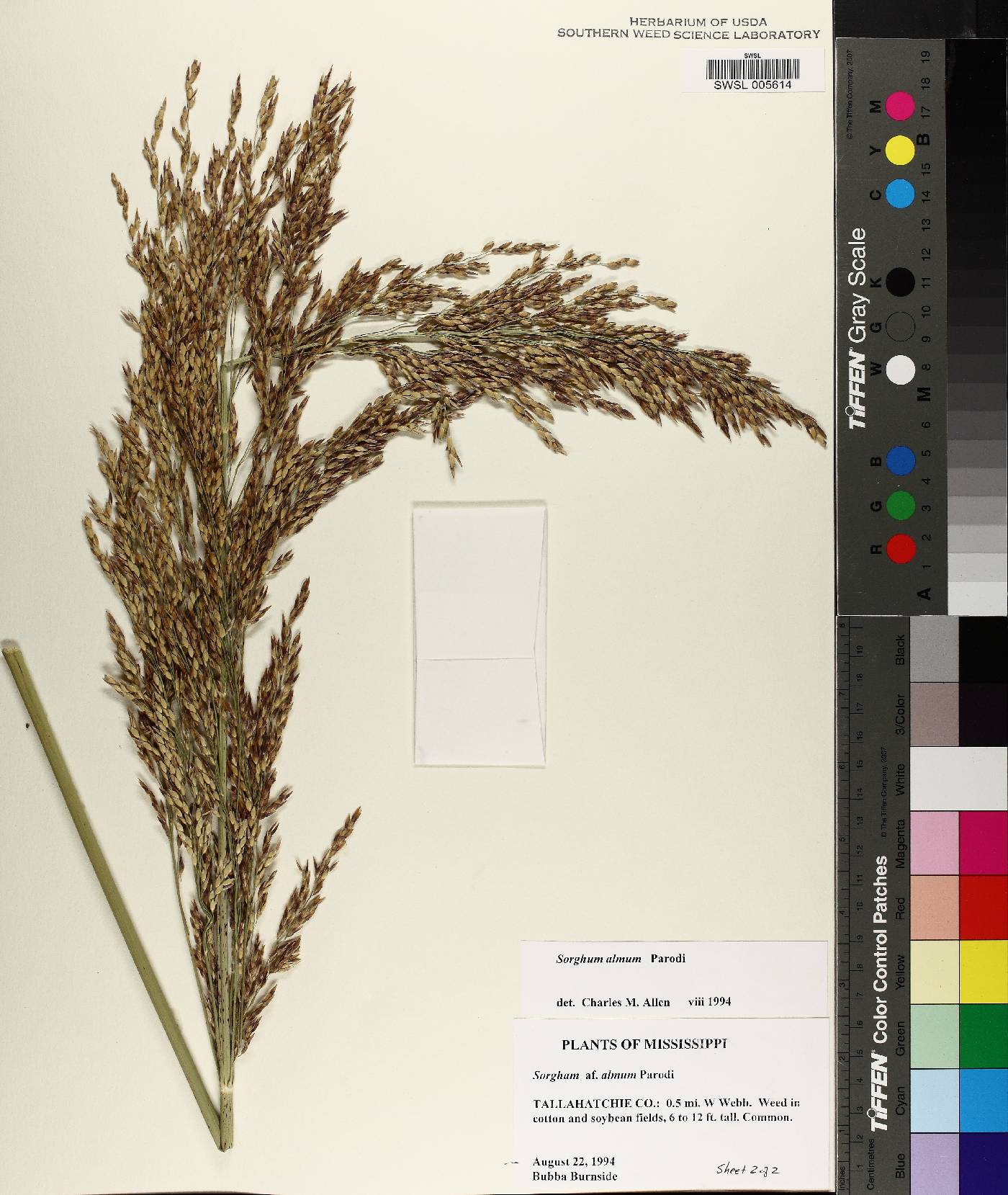 Sorghum x almum image