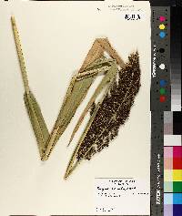 Sorghum bicolor image