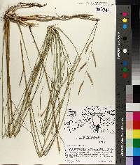 Spartina patens image