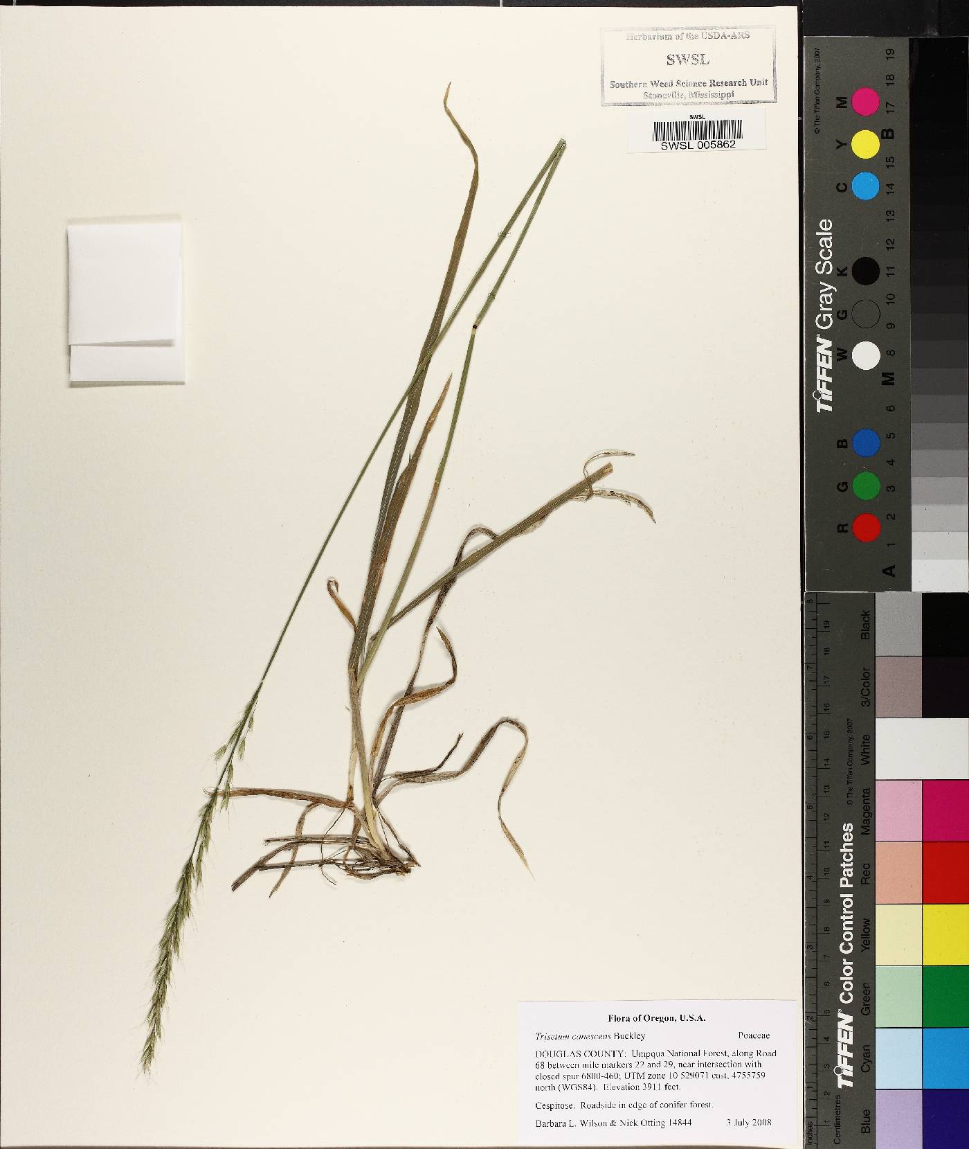 Trisetum canescens image