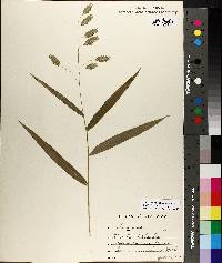 Chasmanthium latifolium image