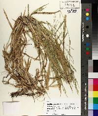 Urochloa plantaginea image